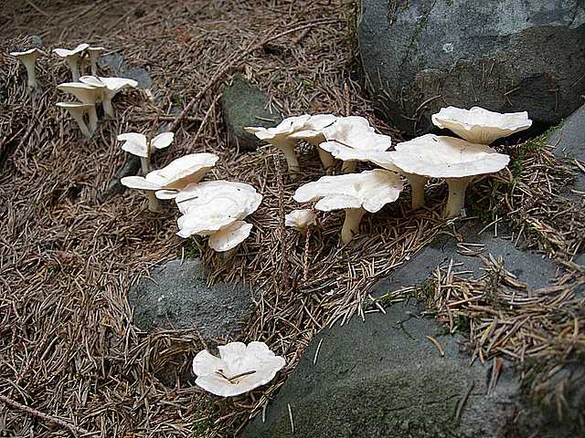 La flora micologica oltre i 1000 m.